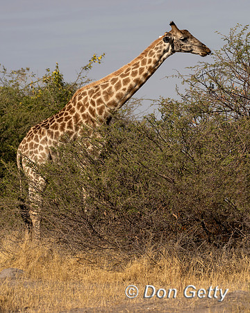 Southern Giraffe