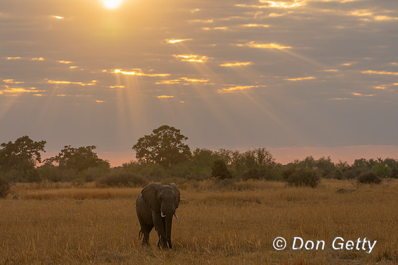 Elephant