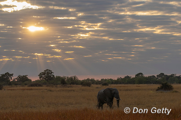 Elephant