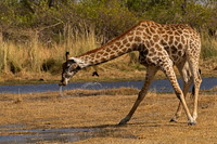 Southern Giraffe