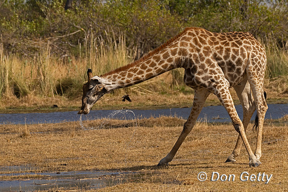 Southern Giraffe