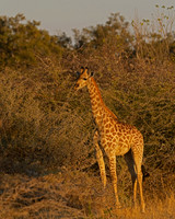 Southern Giraffe