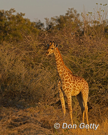 Southern Giraffe