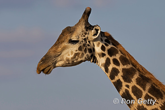 Southern Giraffe