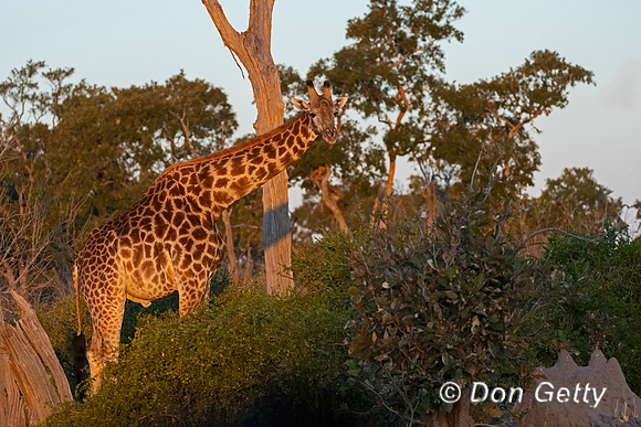Southern Giraffe