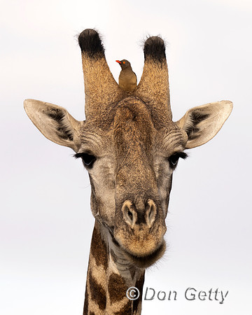 Southern Giraffe