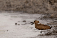 Hamerkop_DSC09709