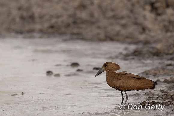 Hamerkop_DSC09709