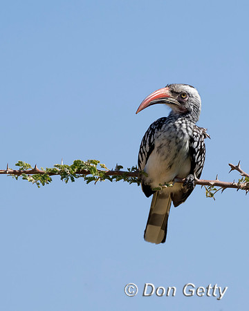 Southern Red-billed Hornbill
