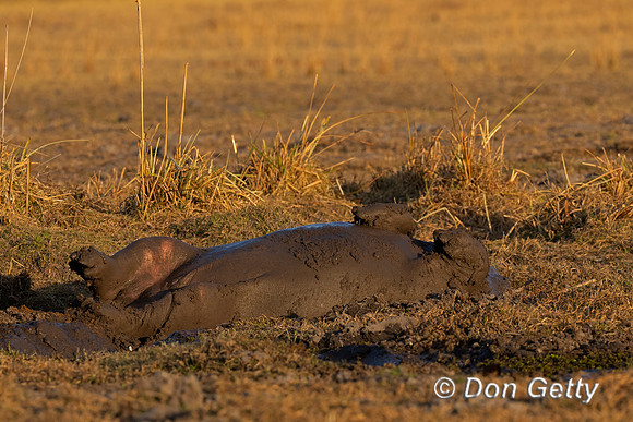 Hippopotamus