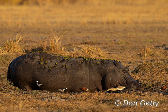 Hippopotamus