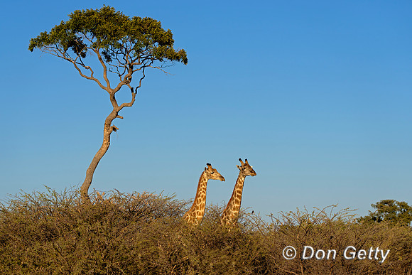 Southern Giraffe