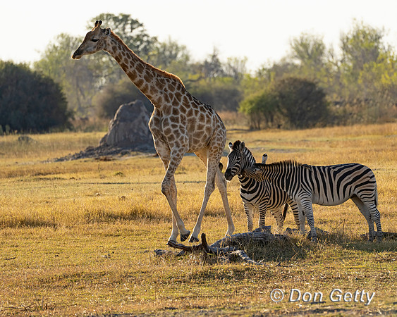 Southern Giraffe
