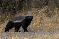 Badger, Honey