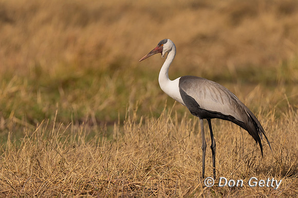 Wattled Crane