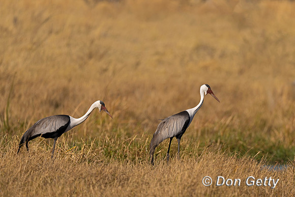 Wattled Crane