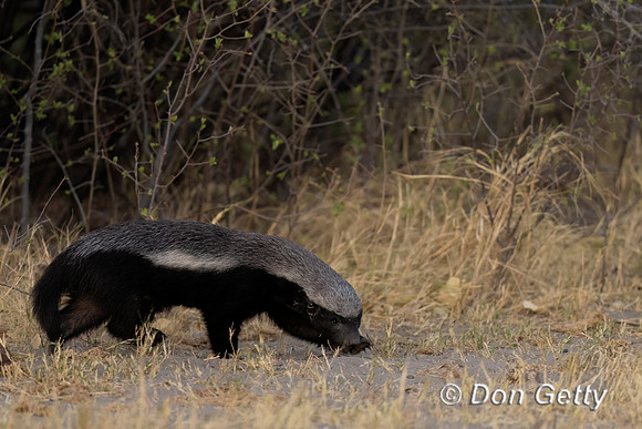 Honey Badger