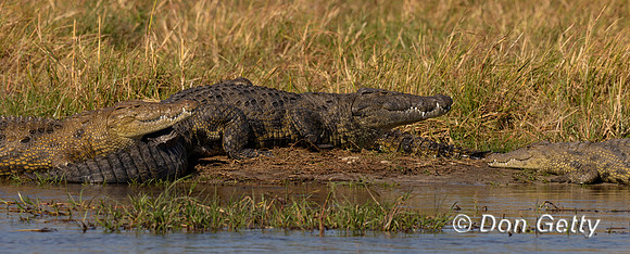 Nile Crocodile