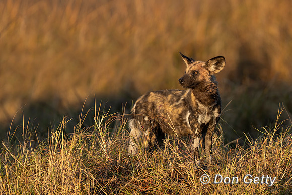 African Wild Dog