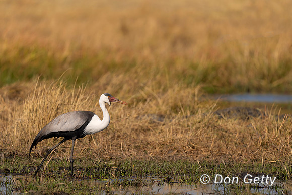Wattled Crane