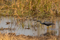 Slaty Egret