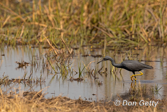 Slaty Egret