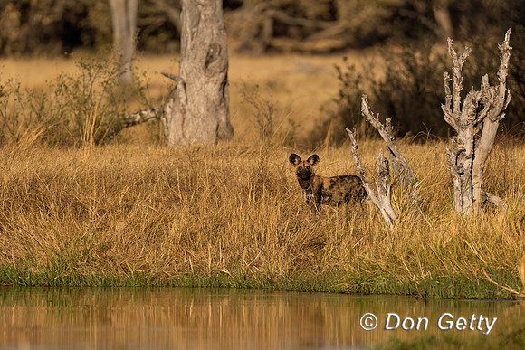 African Wild Dog