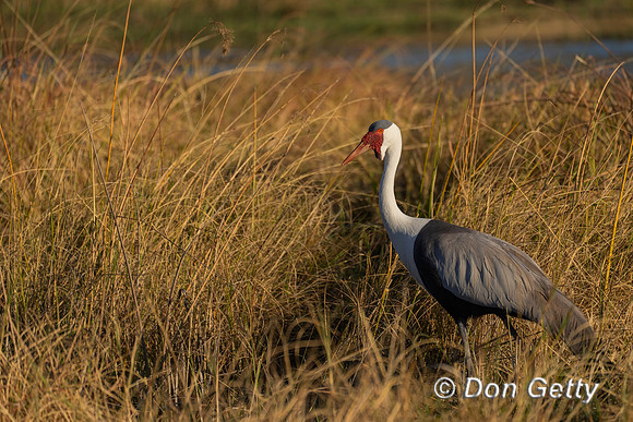 Wattled Crane