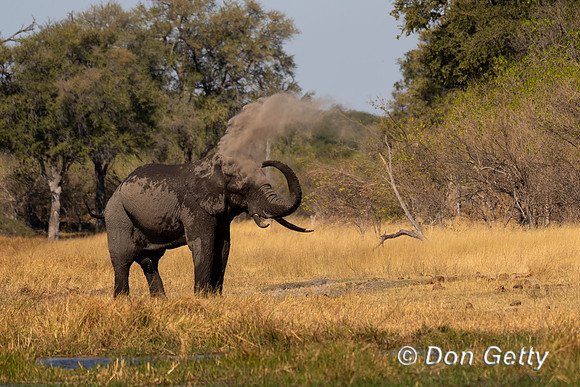 Elephant