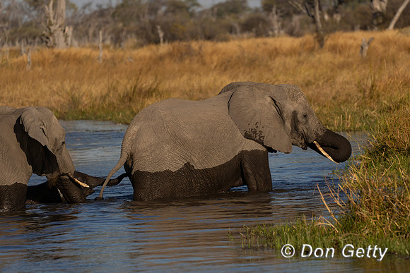 Elephant