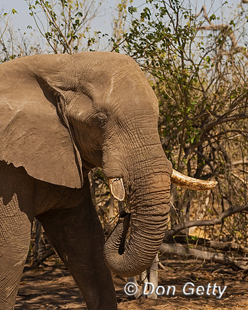 Elephant
