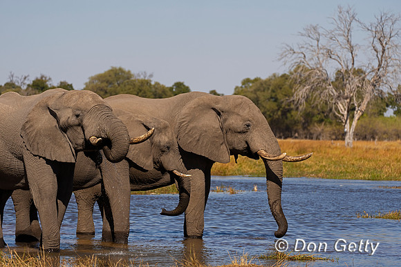Elephant
