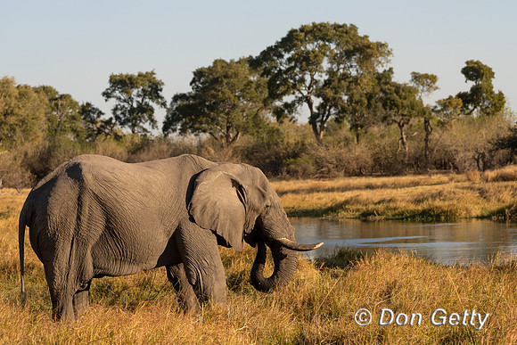 Elephant