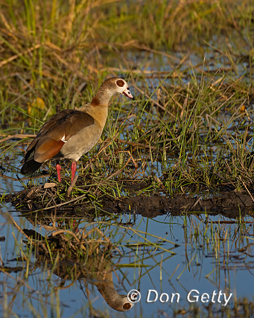 Egyptian Goose