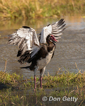 Spur-winged Goose