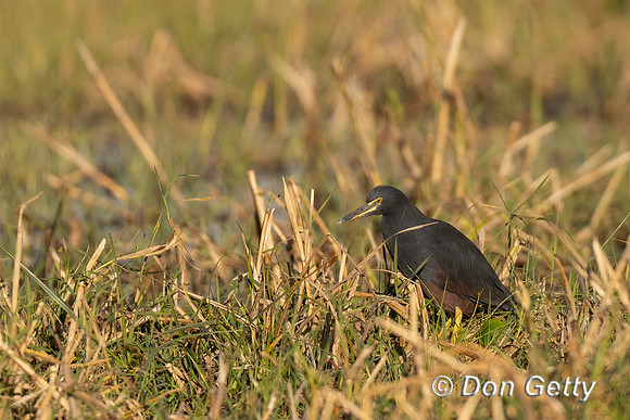 Rufous-bellied Heron