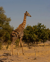 Southern Giraffe