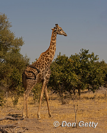 Southern Giraffe