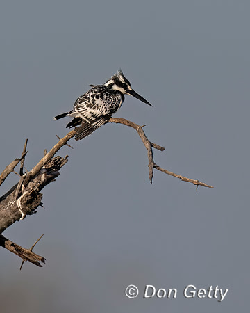 Pied Kingfisher