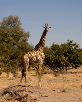 Southern Giraffe