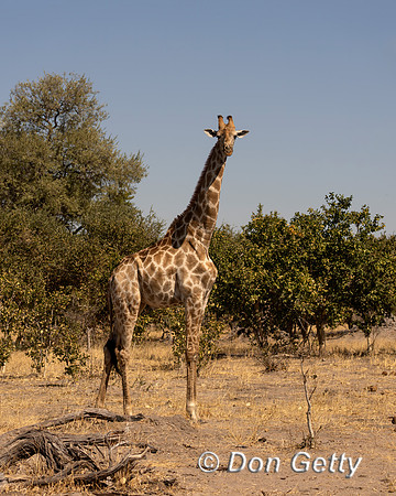 Southern Giraffe