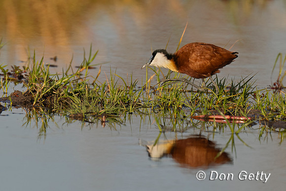 African Jacana