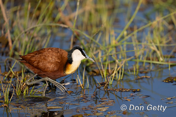 African Jacana