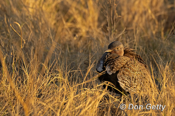 Red-crested Korhaan