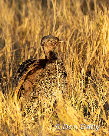 Red-crested Korhaan