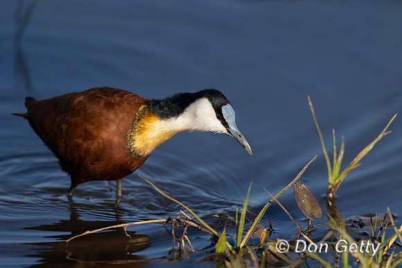 African Jacana