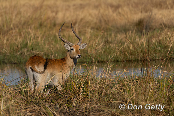 Lechwe