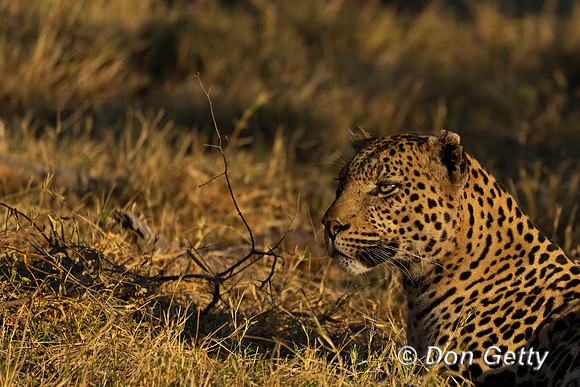 Leopard