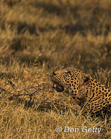 Leopard
