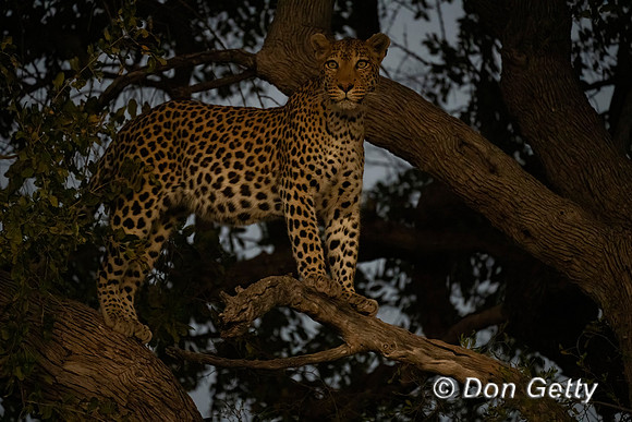 Leopard